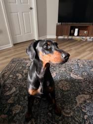 Found/Stray Female Dog last seen Socrum Loop, Lakeland, FL 33801