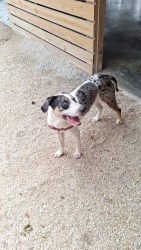 Found/Stray Unknown Dog last seen Redland , Homestead, FL 33032