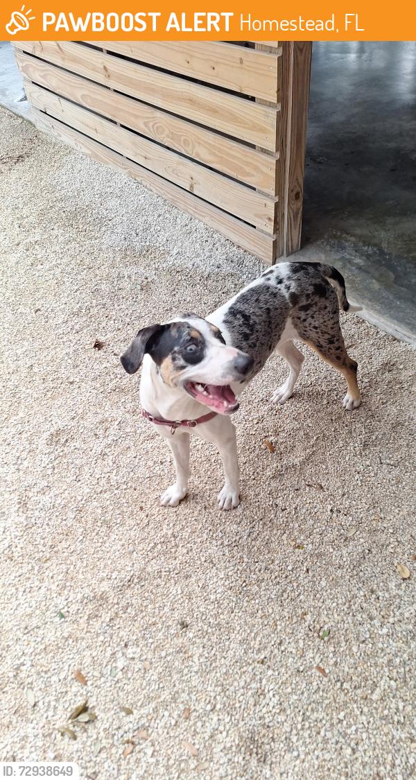 Found/Stray Unknown Dog last seen Redland , Homestead, FL 33032