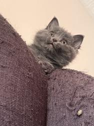Reunited Female Cat last seen Near Arrow Wood Ln, Indianapolis, IN 46214, USA, Indianapolis, IN 46214