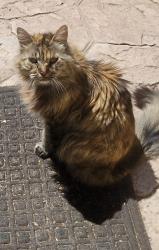 Lost Female Cat last seen Hansen and Judsonville/Union Mine, Antioch, CA 94531