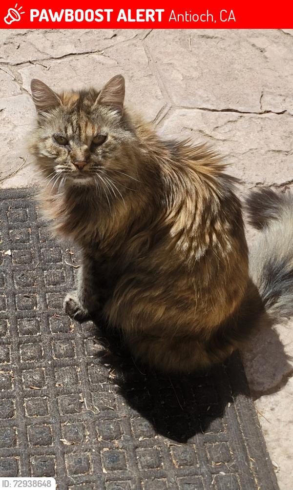 Lost Female Cat last seen Hansen and Judsonville/Union Mine, Antioch, CA 94531