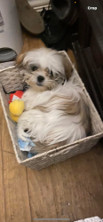 Lost Female Dog last seen Baltimore St , Plainview, TX 79072
