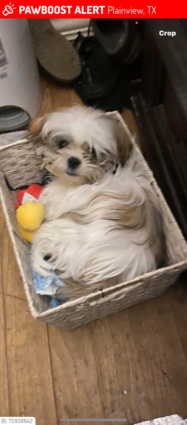 Lost Female Dog last seen Baltimore St , Plainview, TX 79072