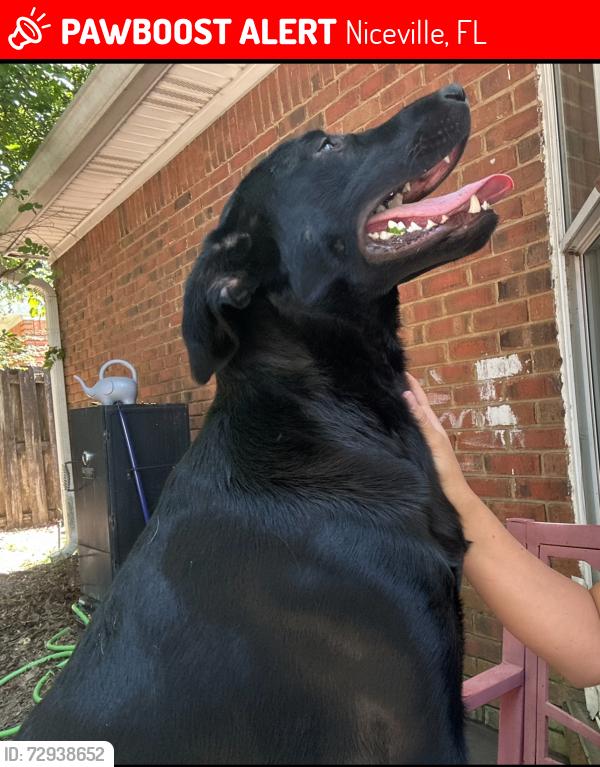 Lost Female Dog last seen Blue pine village , Niceville, FL 32578