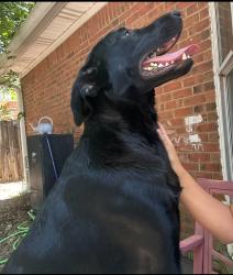 Lost Female Dog last seen Blue pine village , Niceville, FL 32578