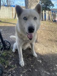Reunited Male Dog last seen Glen vista dr, San Antonio, TX 78239