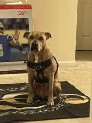 Reunited Male Dog last seen benson and verde green- , Garner, NC 27529