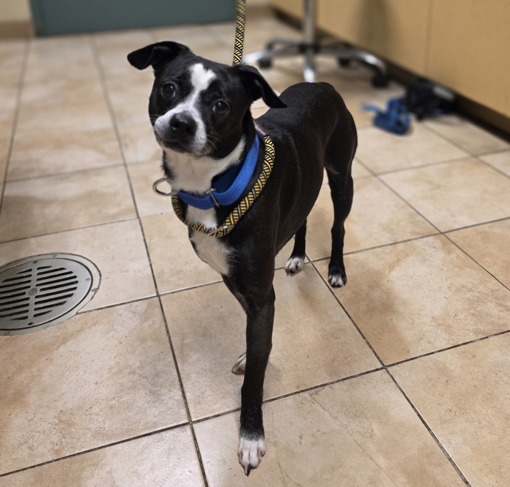 Shelter Stray Male Dog last seen E Burnside St & NE 162nd Ave, PORTLAND, OR, 97230, Troutdale, OR 97060