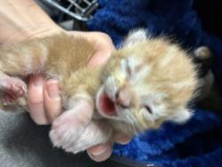 Shelter Stray Male Cat last seen Near W 900 S, SALT LAKE CITY, UT, 84104, Taylorsville, UT 84123