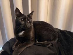 Lost Female Cat last seen Grant Mcewan , Edmonton, AB T5H 3G9