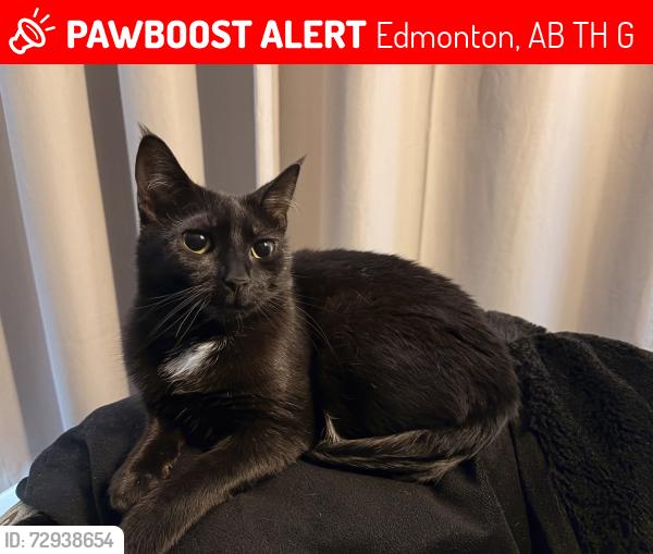 Lost Female Cat last seen Grant Mcewan, Edmonton, AB T5H 3G9
