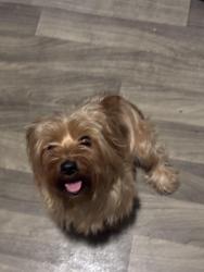 Lost Male Dog last seen N Monroe street , Wilmington, DE 19802