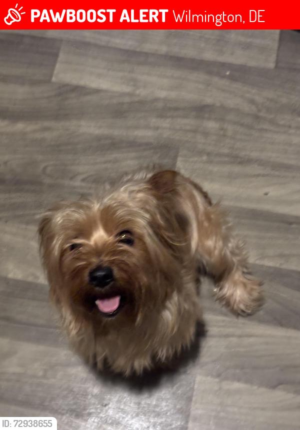 Lost Male Dog last seen N Monroe street , Wilmington, DE 19802