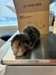 Shelter Stray Female Cat last seen Near W 900 S, SALT LAKE CITY, UT, 84104, Taylorsville, UT 84123