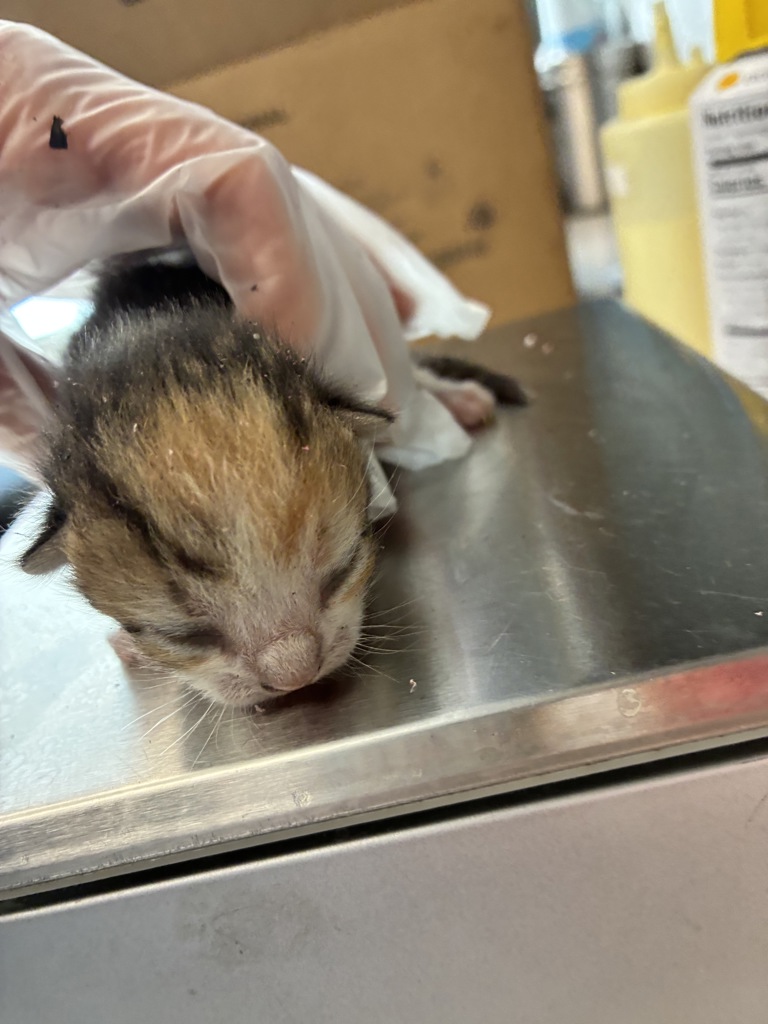 Shelter Stray Female Cat last seen Near W 900 S, SALT LAKE CITY, UT, 84104, 511 W 3900 S, Salt Lake City, UT 84123, USA