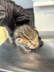 Shelter Stray Male Cat last seen Near W 900 S, SALT LAKE CITY, UT, 84104, Taylorsville, UT 84123