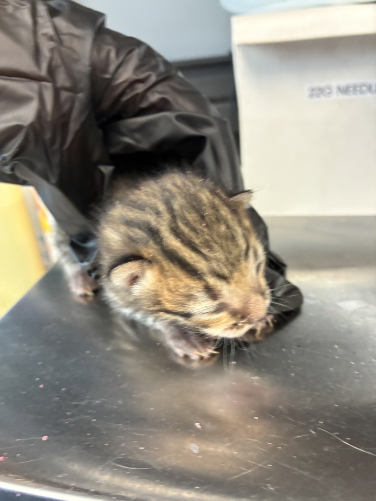 Shelter Stray Male Cat last seen Near W 900 S, SALT LAKE CITY, UT, 84104, 511 W 3900 S, Salt Lake City, UT 84123, USA
