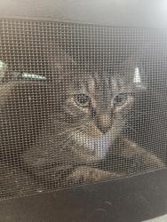 Shelter Stray Female Cat last seen Curry Circle, VIRGINIA BEACH, VA, 23462, Virginia Beach, VA 23451