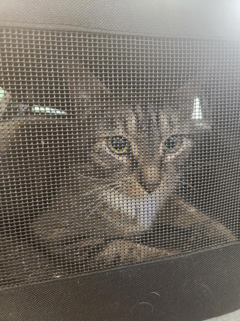 Shelter Stray Female Cat last seen Curry Circle, VIRGINIA BEACH, VA, 23462, Virginia Beach, VA 23451