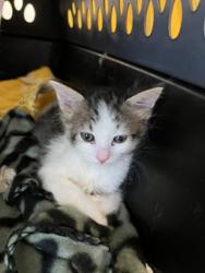 Shelter Stray Female Cat last seen Near Greely Avenue, San Diego, CA, 92113, San Diego, CA 92110