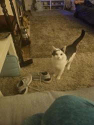 Lost Male Cat last seen Dearden ave, Little Hulton, England 