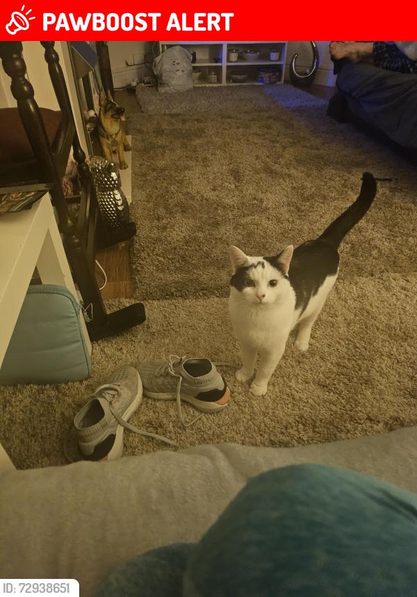 Lost Male Cat last seen Dearden ave, Little Hulton, England 