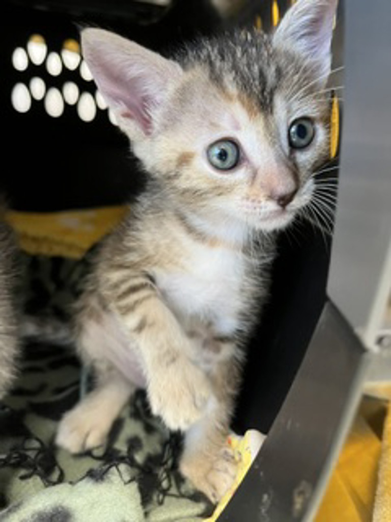 Shelter Stray Female Cat last seen Near Greely Avenue, San Diego, CA, 92113, San Diego, CA 92110