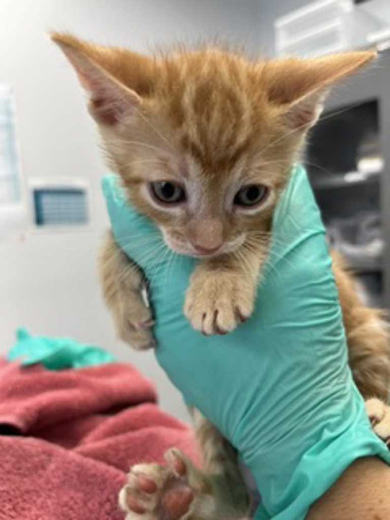 Shelter Stray Male Cat last seen Near Greely Avenue, San Diego, CA, 92113, San Diego, CA 92110