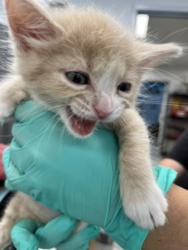 Shelter Stray Male Cat last seen Near Greely Avenue, San Diego, CA, 92113, San Diego, CA 92110