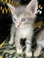 Shelter Stray Male Cat last seen Near Greely Avenue, San Diego, CA, 92113, San Diego, CA 92110
