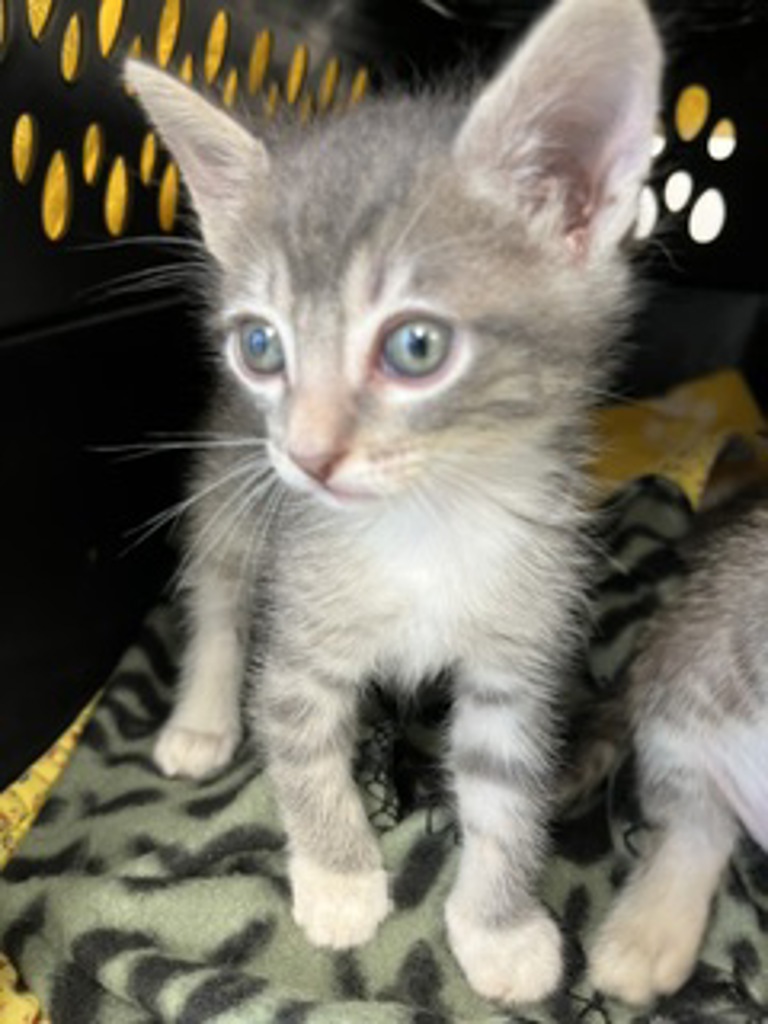 Shelter Stray Male Cat last seen Near Greely Avenue, San Diego, CA, 92113, San Diego, CA 92110
