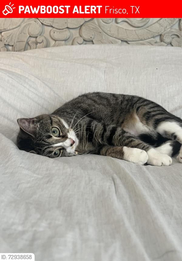Lost Female Cat last seen Coit hillcrest , Frisco, TX 75035