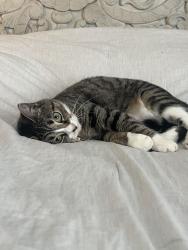 Lost Female Cat last seen Coit hillcrest , Frisco, TX 75035