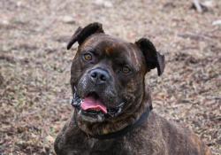 Shelter Stray Male Dog last seen Near Shari Way, El Cajon, CA, 92019, Escondido, CA 92027