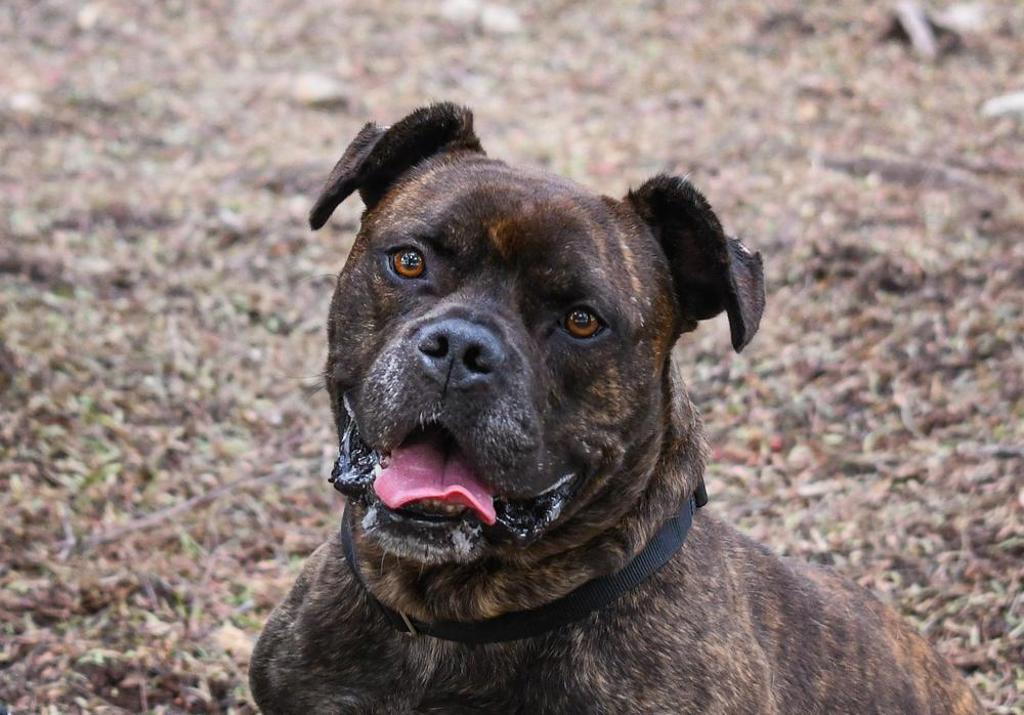 Shelter Stray Male Dog last seen Near Shari Way, El Cajon, CA, 92019, Escondido, CA 92027
