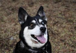 Shelter Stray Female Dog last seen Near Vista De La Montana, El Cajon, CA, 92019, Escondido, CA 92027