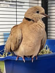 Shelter Stray Unknown Bird last seen Near Three Seasons Road, San Diego, CA, 92126, San Diego, CA 92110