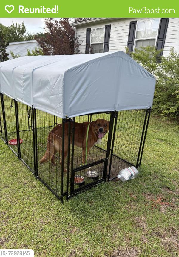 Reunited Male Dog last seen Nine foot road, Newport, NC 28570