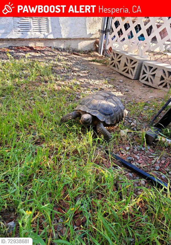 Lost Unknown Reptile last seen Banning and Mauna Loa, Hesperia, CA 92345