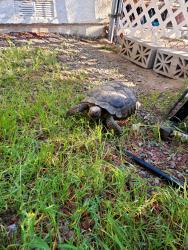 Lost Unknown Reptile last seen Banning and Mauna Loa, Hesperia, CA 92345
