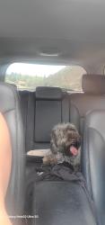 Reunited Unknown Dog last seen Espola and Florencia , Poway, CA 92064