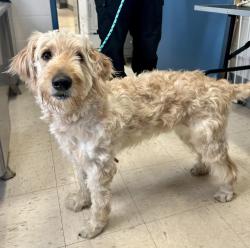 Found/Stray Male Dog last seen Old Hudson Road and McKnight, Maplewood, MN 55119
