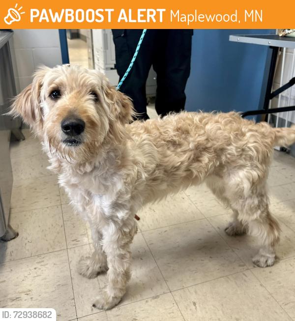 Found/Stray Male Dog last seen Old Hudson Road and McKnight, Maplewood, MN 55119