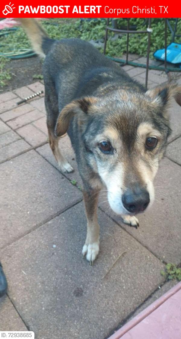 Lost Male Dog last seen Upriver Road, Corpus christi, Texas, Corpus Christi, TX 78407