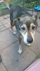 Lost Male Dog last seen Upriver Road, Corpus christi, Texas, Corpus Christi, TX 78407
