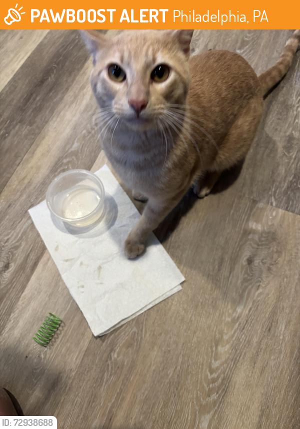 Found/Stray Male Cat last seen St Thomas Aquinas Church, Philadelphia, PA 19145