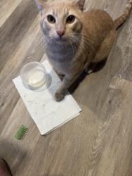 Found/Stray Male Cat last seen St Thomas Aquinas Church, Philadelphia, PA 19145