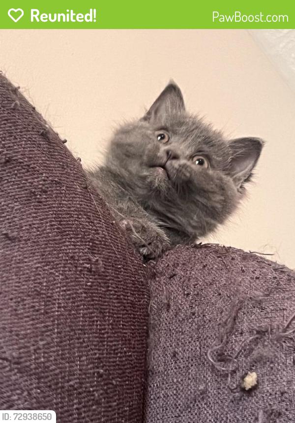 Reunited Female Cat last seen Near Arrow Wood Ln, Indianapolis, IN 46214, USA, Indianapolis, IN 46214