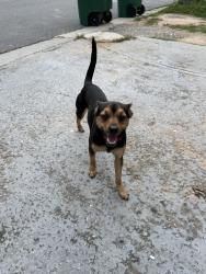 Found/Stray Male Dog last seen Downs way , Norcross, GA 30093